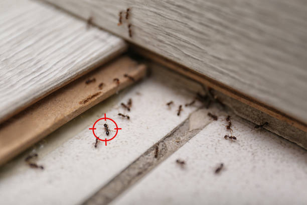Best Pest Prevention Services  in Pleasureville, KY